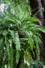 Beautiful green leaves plant in resort garden