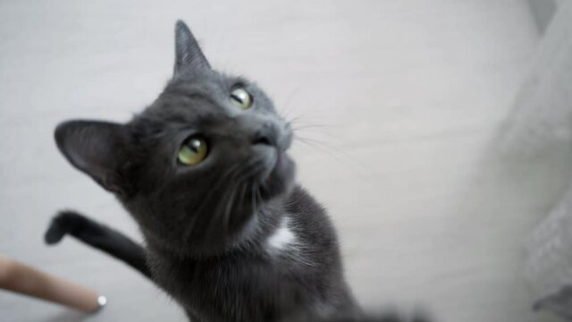 gray cat beg for food slow motion.