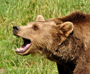 Brown bear portrait
