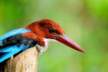 close up of a kingfisher bird