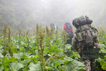 Three men hike in forest with backpack for trekking