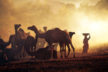 A herd of camels at Pushkar Camel Fair (Pushkar Mela)