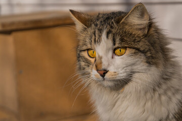 The yellow-eyed stray cat face