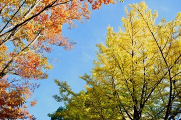 青空とイチョウと紅葉