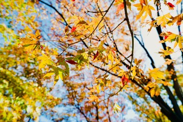 少しずつ赤くなっていく紅葉