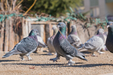 A pigeon with a blurred background