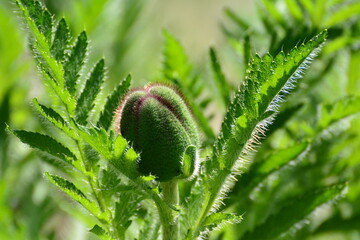 Bud close up