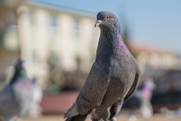 A pigeon with a blurred background