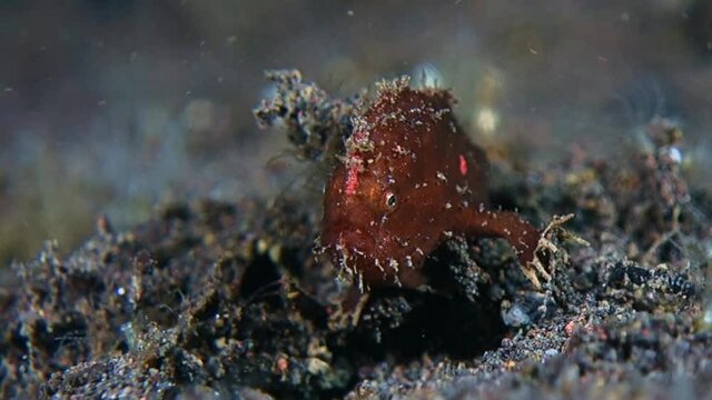 Little brown frog fish clings to black sand trying to keep from strong current. Bali. Tulamben