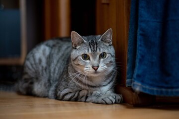 じっと見る猫ちゃん　　サバトラ猫
