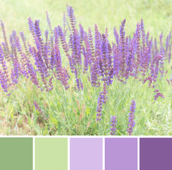 Beautiful violet blossom of Salvia flowering herb plant (Lamiaceae, Mentheae, Nepetoideae, sage),...