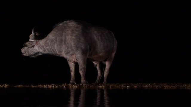 Buffalo drinking water at waterhole at night, Zimanga