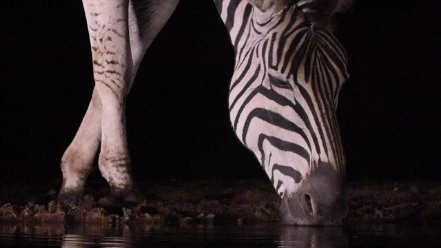 Close-up of Zebra drinking water at night at a waterhole, Zimanga