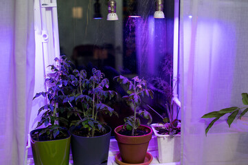 Tomato plants on windowsill near window under artificial lighting LED lamp solar spectrum