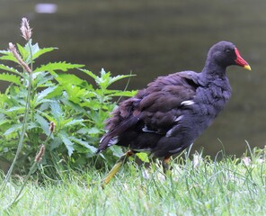 turkey in the grass