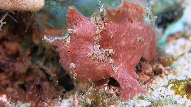 Close-up, a small red frog fish slowly walks along the seabed and hides under soft coral. Philippines. Sabang.