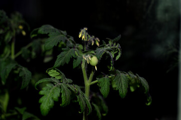 Tomato plants on windowsill near window under artificial lighting LED lamp