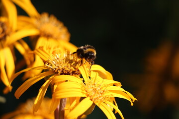 Biene auf gelber Blume