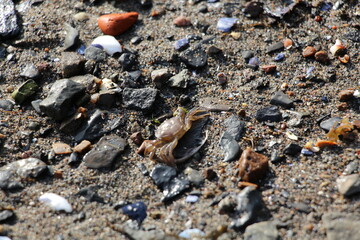 Krabbe am Strand