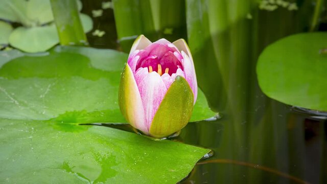 4K Time lapse of pink Water Lily flower opens . Nymphaea blooming in pond is surrounded by leaves. Time-lapse of beautiful Lotus with reflection in lake.