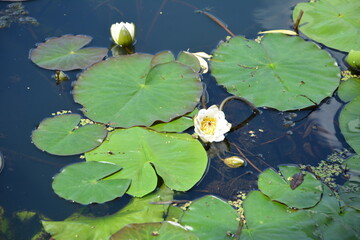 White water lilies against the background of pigeon water on a sunny summer day.