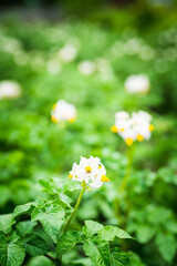 Blooming potato plants on the field. Selective focus.