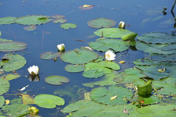 White water lilies against the background of pigeon water on a sunny summer day.