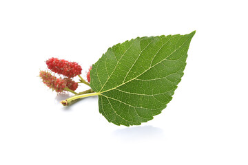 Close up under mulberry leaf on isolate white background