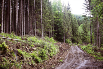 Nature view in forest in spring time