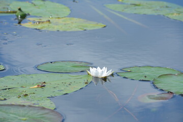 White water lilies against the background of pigeon water on a sunny summer day.