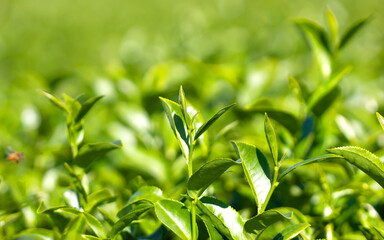 Fresh tea leaves Bokeh