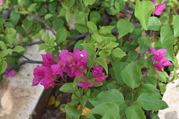 Nature, Plants, Flowers, Greenery, Sky, Sun, Freedom