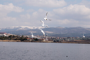 Fototapeta na wymiar Gulls flying on the lake with mountain views