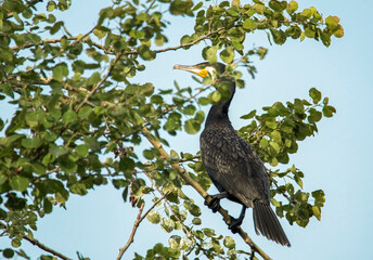 bird on a tree