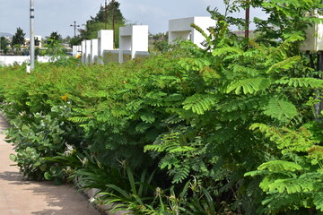 Fototapeta premium Nature, Plants, Flowers, Greenery, Sky, Sun, Freedom