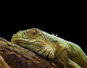 Closeup of a green iguana lizard against black background