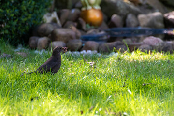 Bird in garden