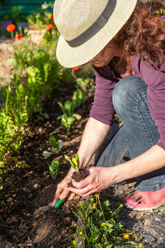 Au potager - femme plantant en olein terre des jeunes plants de bette &agrave; cardes