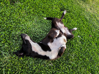 Black dog rolling in the grass