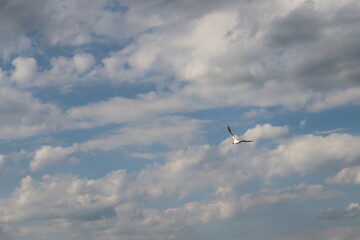 seagull in the sky