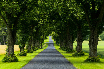 Fototapeta na wymiar Lidkoping, Sweden July 7, 2020 A tree-lined alley and fields.