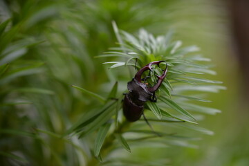 Lucanus cervus sitting on a plant in summer time. stag beetle sitting on a lily flower