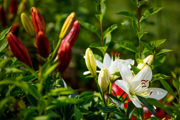 Obraz premium Blooming lilies in the garden