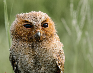 the hunter's eyes