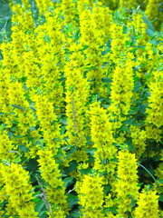 verbena Lysimachia blooms in summer with yellow flower   