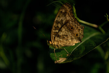Obraz premium Brown butterfly on green leaf.