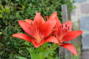 Cloe up with the stamen of a red lily flower.big red wild lily on a green background