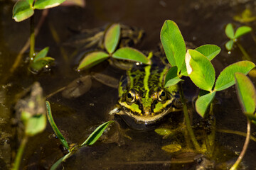frog in the pond