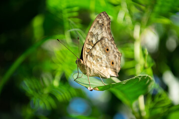 brown butter fly on green leaf.