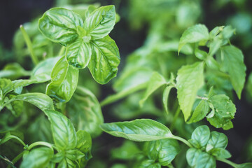 basil in the garden, close-up